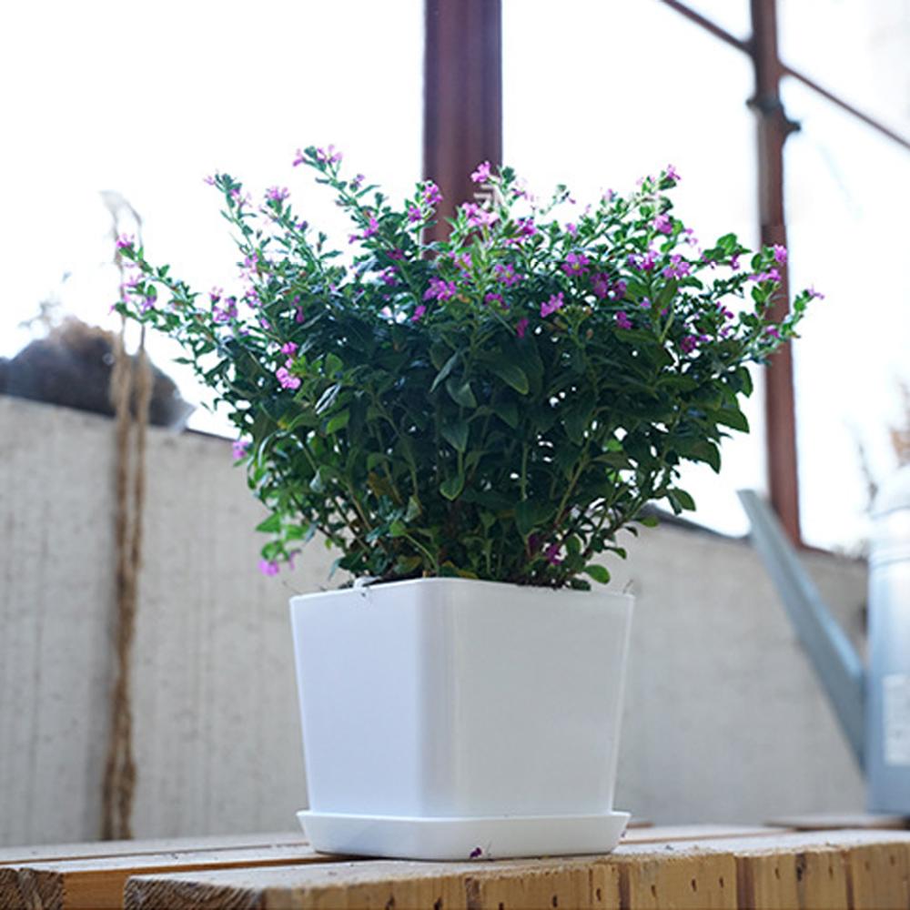 i.Pot Gardin Intérieur